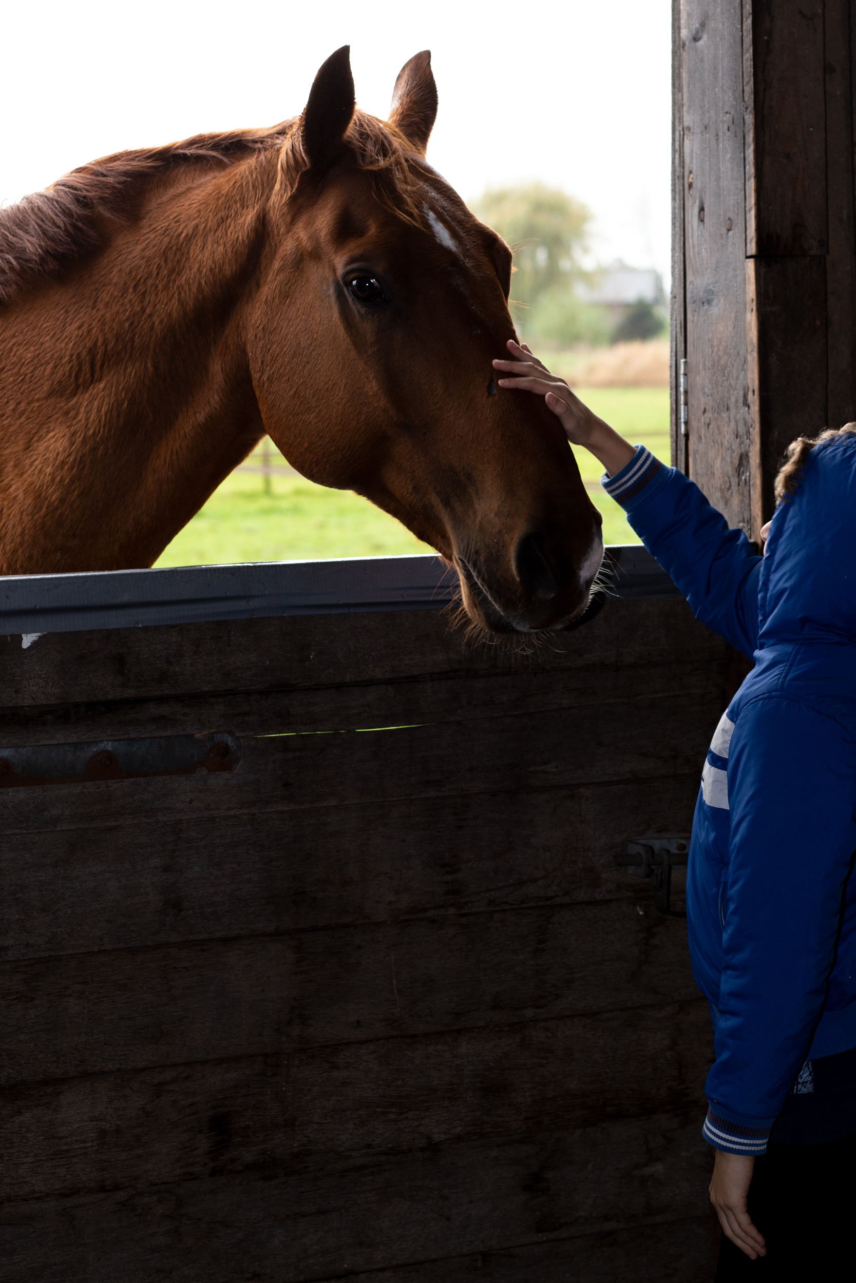 Contact paarden is therapeutisch kinderen met autisme”