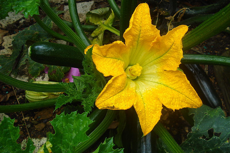 2016028-Cucurbita_pepo_Zucchini_flower_and_plant-5