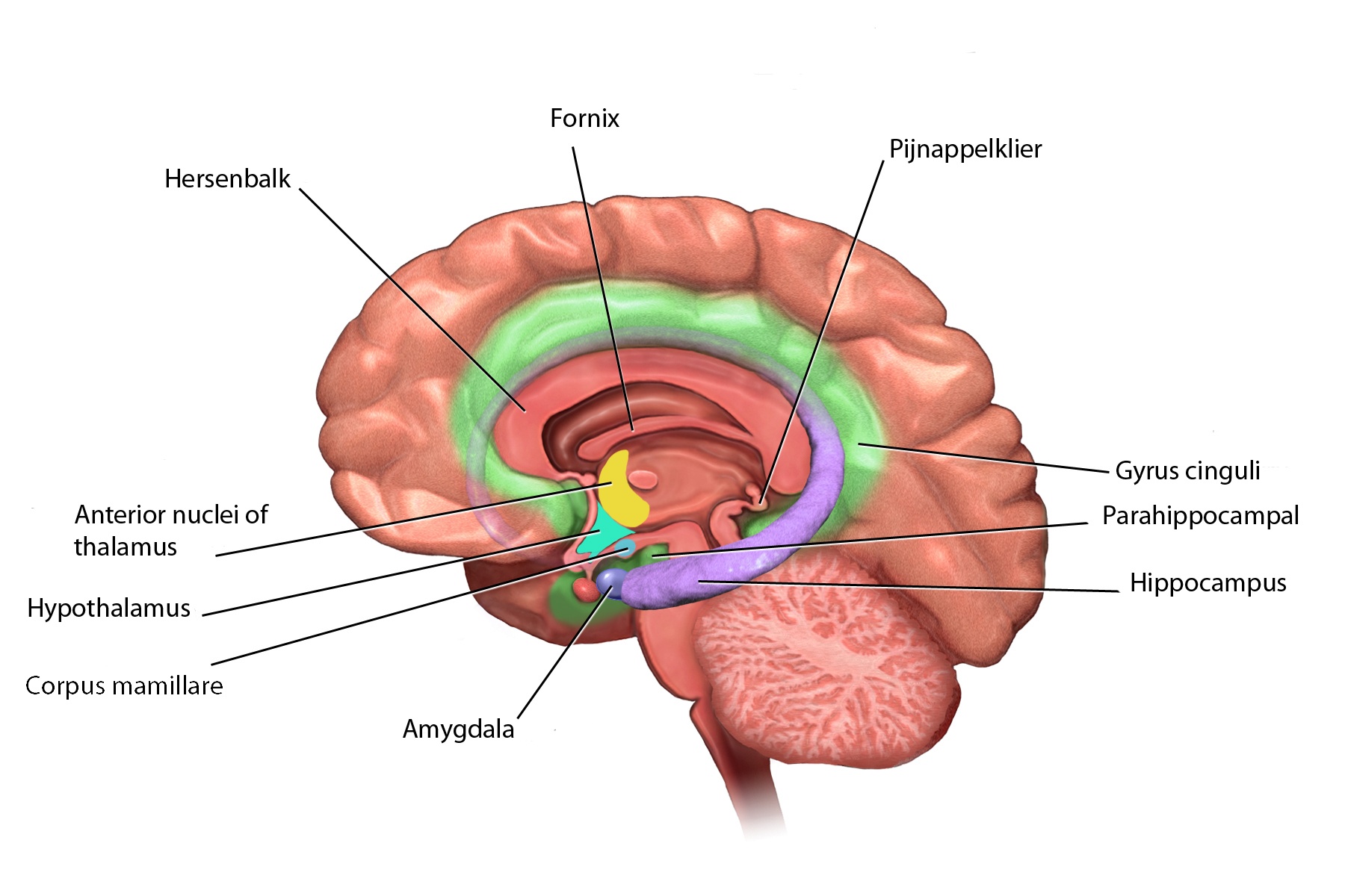 hersenen-lymbisch-systeem-5